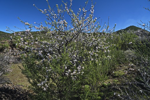 3 feb 2021 Fioritura mandorli